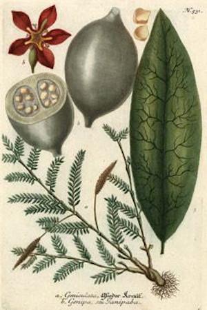Jagua plant fruit and leaves