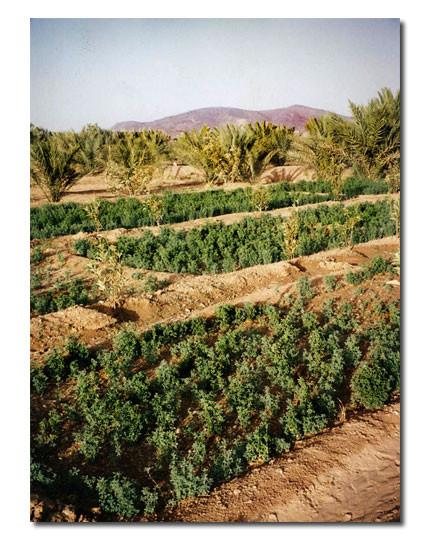 Moroccan Henna Farm