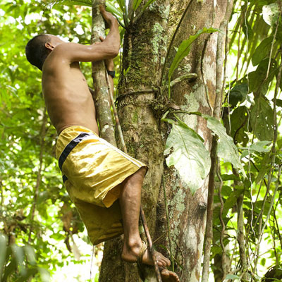 Matsés indian climbing jagua tree